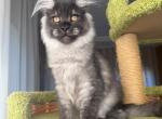 Boy V92 - Maine Coon Kitten For Sale - Millingport&comma; NC&comma; US