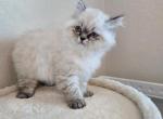 Kaya - Ragdoll Kitten For Sale - FL&comma; US