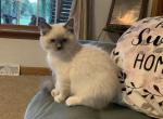 Leo - Ragdoll Kitten For Sale - Lebanon&comma; PA&comma; US