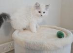 Kira - Ragdoll Kitten For Sale - 