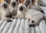 Lillabet and Eleanor with Harry - Siamese Kitten For Sale - CA&comma; US