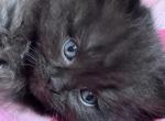 Black Male Perdoll - Persian Kitten For Sale - McKinney&comma; TX&comma; US