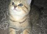 Miso - Scottish Straight Kitten For Sale - Naperville&comma; IL&comma; US