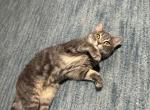 Lucy - Domestic Cat For Sale - Philadelphia&comma; PA&comma; US