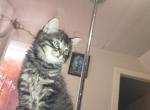They think they're dogs - Kurilian Bobtail Kitten For Sale - OR&comma; US