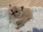 Meeko - Ragdoll Kitten For Sale - Ozark&comma; MO&comma; US
