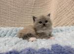 Meeko - Ragdoll Kitten For Sale - Ozark&comma; MO&comma; US