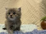 Felix - Ragdoll Kitten For Sale - Ozark&comma; MO&comma; US