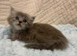 Felix - Ragdoll Kitten For Sale - 