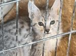 Kiki - Savannah Kitten For Sale - OK&comma; US
