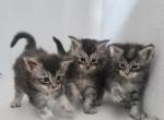 Cinderellas Helpers - Maine Coon Kitten For Sale - Longview&comma; WA&comma; US