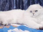 Sniezka - Scottish Fold Cat For Sale - Rocklin&comma; CA&comma; US