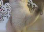 Zola - Scottish Fold Kitten For Sale - Rocklin&comma; CA&comma; US