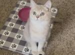 Beaux - British Shorthair Kitten For Sale - Johns Creek&comma; GA&comma; US