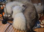 Athena and Tiger - Siamese Kitten For Sale - 