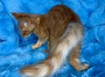 European Maine coon kitten - Maine Coon Kitten For Sale - Dresden&comma; OH&comma; US
