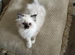 Female Seal Mitted Ragdoll Kitten - Ragdoll Kitten For Sale - FL&comma; US
