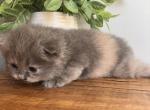 Stripe - Minuet Kitten For Sale - 