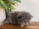 Grey - Minuet Kitten For Sale - 