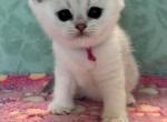 Eden - British Shorthair Kitten For Sale - 