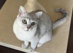 Echi - Burmilla Cat For Adoption - 