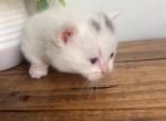 Spot - Minuet Kitten For Sale - Capon Bridge&comma; WV&comma; US
