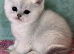 Elmo - British Shorthair Kitten For Sale - 