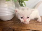 Tiny Tim - Minuet Kitten For Sale - Capon Bridge&comma; WV&comma; US
