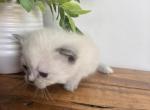 Seal - Minuet Kitten For Sale - Capon Bridge&comma; WV&comma; US