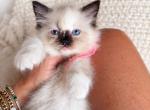 Dolly - Ragdoll Kitten For Sale - Cookeville&comma; TN&comma; US