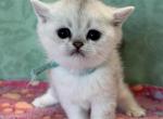 Everly - British Shorthair Kitten For Sale - 