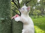 Mekong  bobtail  Thai bobtail - Thai Kitten For Sale - 