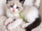 Stetson - Ragdoll Kitten For Sale - 
