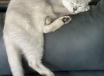 Evin - Burmilla Cat For Adoption - Greer&comma; SC&comma; US