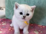 Evette - British Shorthair Kitten For Sale - 