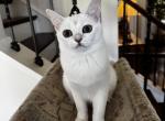 Flora - Burmilla Kitten For Sale - 