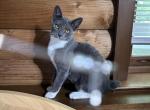 Bobtail American girl - American Bobtail Kitten For Sale - King Of Prussia&comma; PA&comma; US
