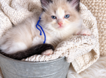 Waylon - Ragdoll Kitten For Sale - 