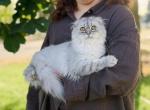 Blue spotted Scottish Fold longhair - Scottish Fold Kitten For Sale - City Of Spokane Valley&comma; WA&comma; US