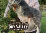 Blk silver tabby - Maine Coon Kitten For Sale - Cookeville&comma; TN&comma; US