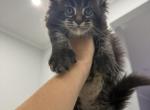 Jack - Maine Coon Kitten For Sale - 