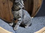 American cat American Bobtail - American Bobtail Kitten For Sale - 
