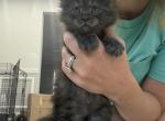 Jane - Maine Coon Kitten For Sale - 