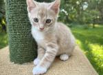 American Bobtail kittens usa breed - American Bobtail Kitten For Sale - King Of Prussia&comma; PA&comma; US