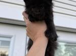 Jason - Maine Coon Kitten For Sale - 