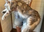 XXL Tabby Boy - Maine Coon Kitten For Sale - Cookeville&comma; TN&comma; US