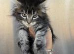 Brown silver tabby - Maine Coon Kitten For Sale - Cookeville&comma; TN&comma; US
