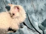 Tryst - Selkirk Rex Kitten For Sale - Lexington&comma; NC&comma; US