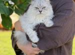 Blue spotted Scottish Fold lh - Scottish Fold Kitten For Sale - 