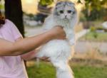 Scottish fold longhair blue bicolor girl - Scottish Fold Kitten For Sale - City Of Spokane Valley&comma; WA&comma; US
